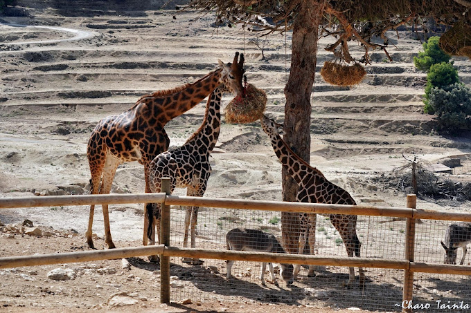 Qué hacer con niños en Costa Blanca