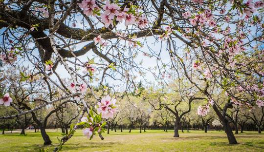  sitios para visitar en Madrid con perros