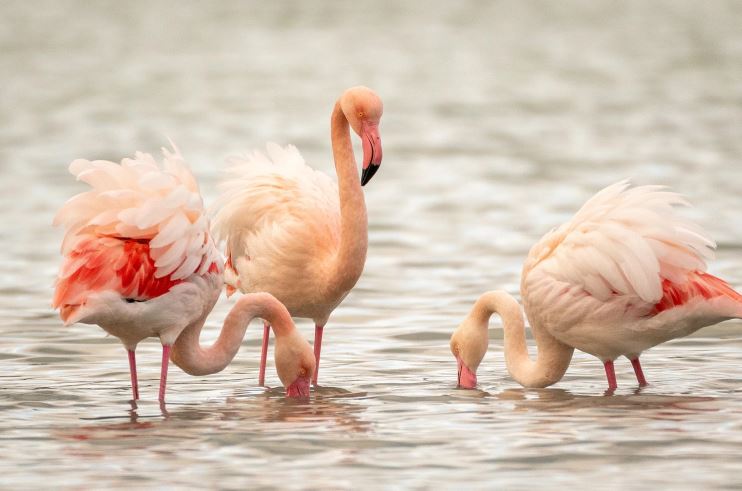Las Salinas de Calpe