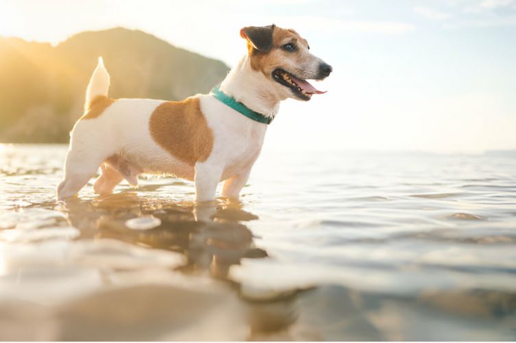 viajar a Calpe con mascotas