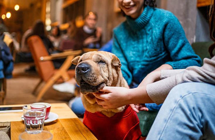¿Dónde comer en Biescas con perro?