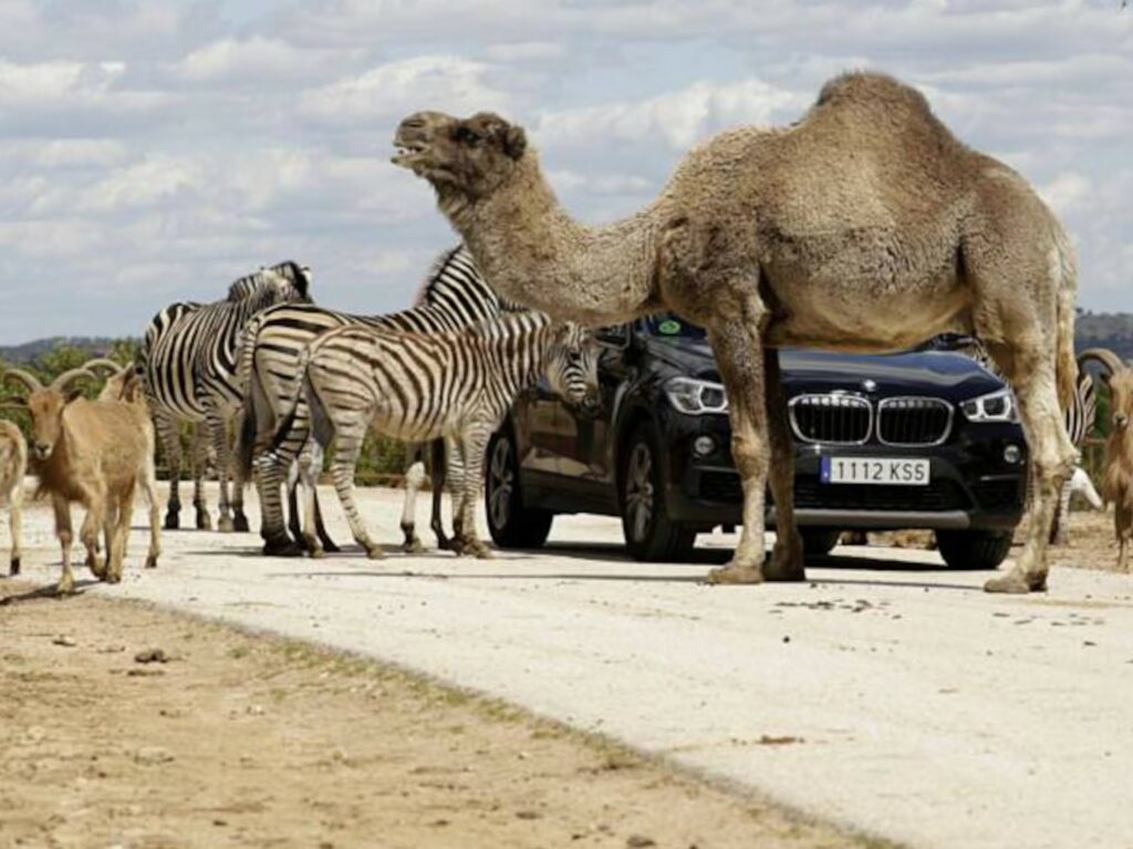 qué hacer en Madrid con niños de 10 a 12 años