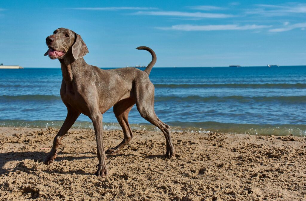 Playa para perros en Elche