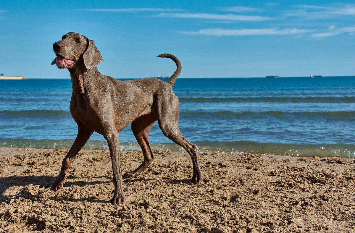 Playa para perros en Elche