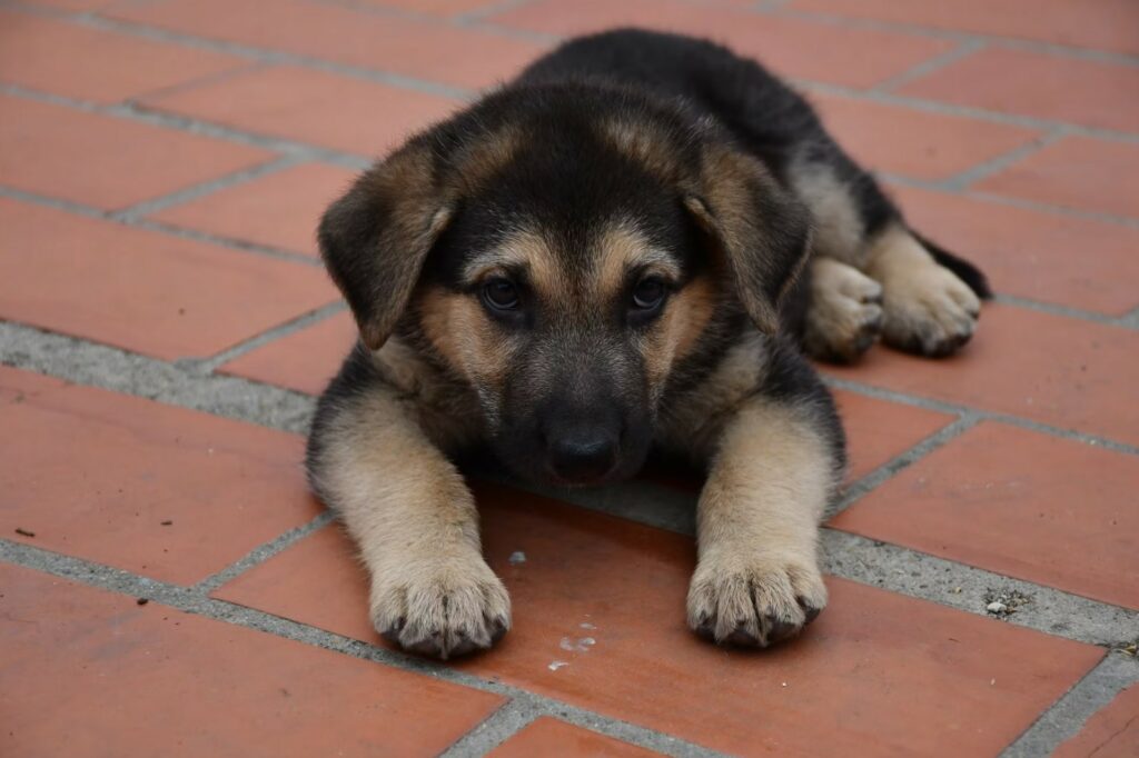 planes en Formigal pet friendly