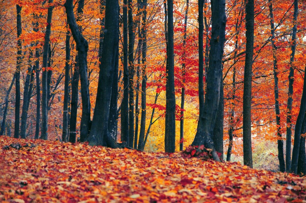 Otoño en el Valle de Tena