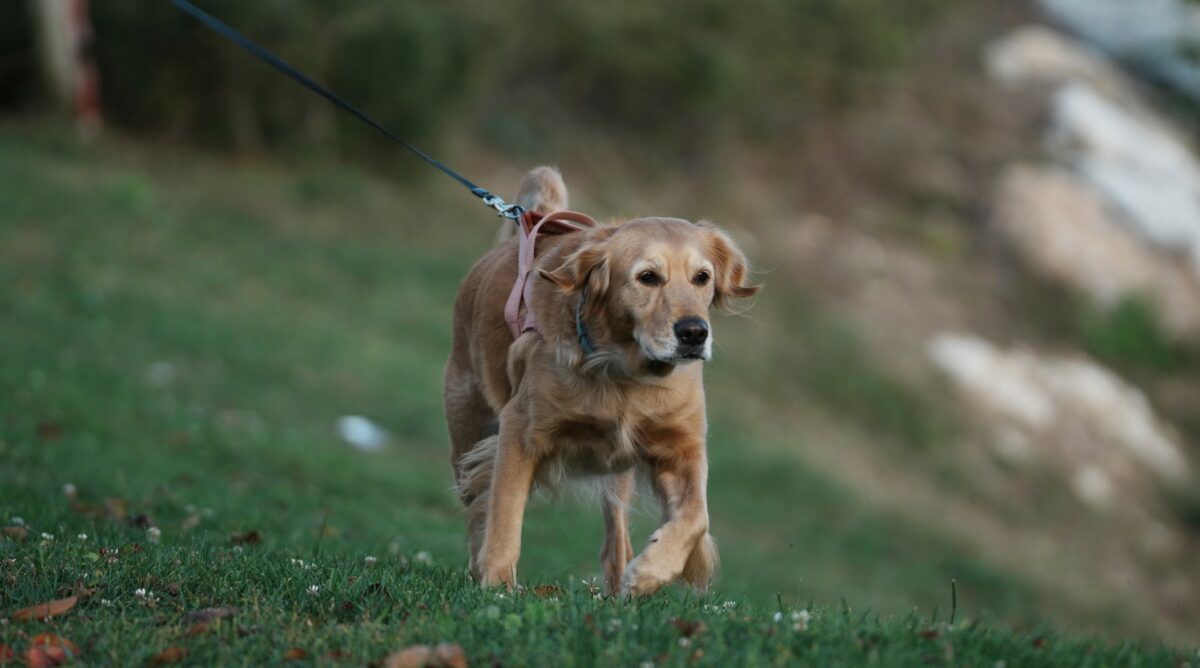 Rutas de senderismo pet friendly