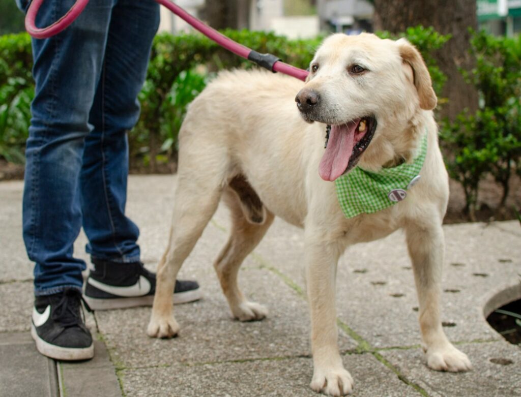 Qué hacer en Madrid con tu perro
