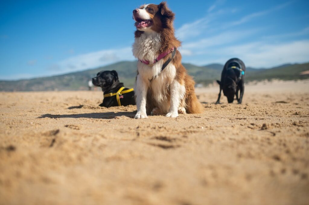 Un día en Santa Pola con tu perro